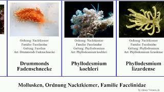 Mollusken, Ordnung Nacktkiemer, Familie Facelinidae mollusca capensis Phyllodesmium Dicata First