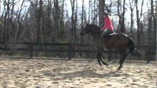 Crumpet Trot and Canter Flat Work