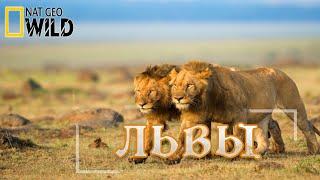 Львы - как братья стали королями. #Документальный фильм. National Geographic 16+