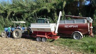 Campo Sperimentale di mais per la Pioneer | LANDINI 6500 | CLAAS DOMINATOR 78H | TEAM STIVALE