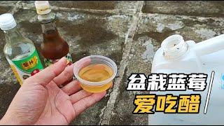 藍莓也愛“吃醋”，7天喝一碗，有效緩解缺素長爆盆