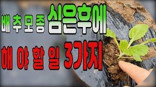 배추모종 심은후 해야할일 3가지 ㅣ 배추병충해 관리 ㅣ배추 북주기