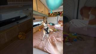 Puppies 1ST Birthday in our Campervan #ytshorts #doglover #dog #vanlife #minivlog