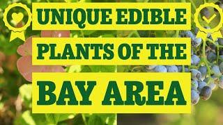 Unique Edible Plants of the Bay Area