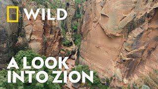 The Wonders of Zion National Park | Unexplored Americas | National Geographic WILD UK