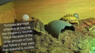 Trunky the Horsefield Tortoise and interesting facts about tortoises @veronikakoleva2372 #videos