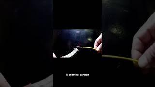 “This Animal Shoots Lasers From Its Butt”(Well… sort of) #animals #bugs #follow #like #subscribe