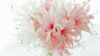 Весенняя мелодия.  Spring melody.