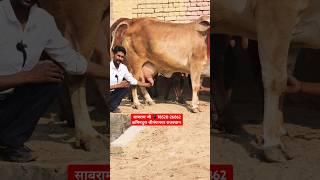20 Letter Milk  Top Class, original Breed Sahiwal Cow for sale #trending #cow #farm #sahiwal #top