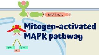 MAPK Signaling Pathway || Animated Explanation