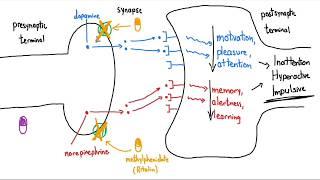 Stimulants (Ritalin and Adderall) Explained in 3 Minutes