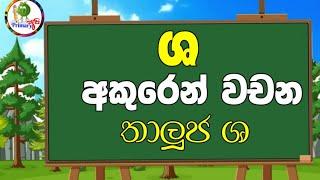 ශ අකුරෙන් වචන / තාලුජ ශ / වචන ගොඩාක් / 1-5 දරුවන්ට / primary අපි