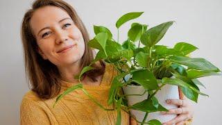 Planten tour  - Huisje op het platteland - Kamerplanten - PELABLE