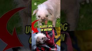 The ugliest dog of Britain is playing Dogpool in Deadpool and Wolverine