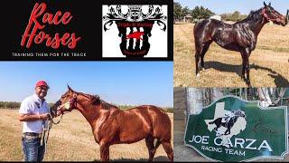 Race Horses | Lifestyle | Quarter Horses