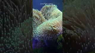 Reef Tank ( EASY TO KEEP CORAL) #reeftank #nanoreeftank
