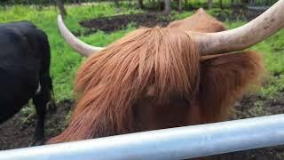 Lammas Ruudus, Open Farm Day / Дни открытых хуторов / Avatud Talude Päev 2024