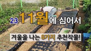 11월에 심어서 겨울을 나는 8가지 추천 작물! #주말농장 도시 텃밭 # 11월에 심는 작물 #월동 작물 가꾸는 방법.