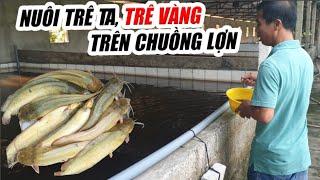 NUÔI TRÊ TA, TRÊ VÀNG TRÊN CHUỒNG LỢN BỎ KHÔNG | CHĂN NUÔI MÙA COVID | THỦY SẢN 365