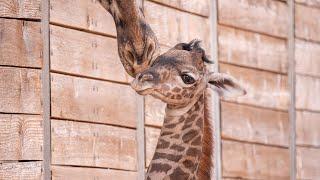 Houston Zoo Welcomes New Arrival