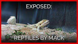 A Longer Look Inside Reptiles by Mack