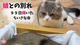 永眠した娘を必死に起こそうとする父猫〜我が子との早すぎる別れ。