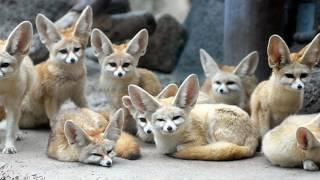 Fennec Fox a documentary by Risa Kawakita