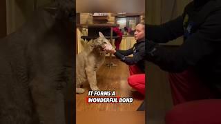 This helpless puma was rescued by a kind man, and then this happened #rescue #puma #animals