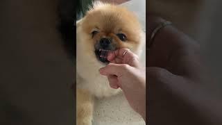 주인 무시하는 누렁즈 #dogshorts#dogvideos#pomeranian#강아지쇼츠#포메라니안#강아지일상#dogtraining#강아지입질#puppy#pets#cutedog