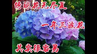 绣球花无尽夏，如何保证它一年内多次开花。【莎拉养花】