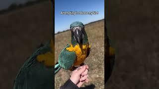 Why Does My Macaw Keep Coming Back?  #macaws  #parrotfunny  #blueandgoldmacaw