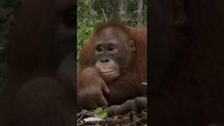 Chubby Monkey Keeps Falling Out Of Trees #monkey #orangutan