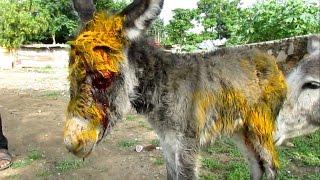 Injured baby donkey rescued; watch her mama's reaction.