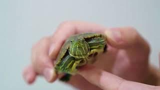 Turtle Stabilisation: Organic Gimbal