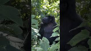 With Gorilla Safari! Expect These Wonderful Forest Treks