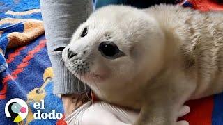 Cría de foca valiente se mejora y lleva a sus amigos de regreso a casa | El Dodo