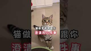 猫咪做梦都想跟你澄清的六件事。＃猫咪心思＃猫咪想法＃新手养猫＃养猫知识＃养猫日常＃养猫经验＃科学养猫＃养猫人＃养猫经验分享＃宠物＃萌宠＃猫咪＃cat＃宠物日常＃宠物知识＃分享养宠经验＃猫咪的迷惑行为