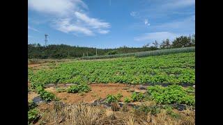 [부동산백화점]356.신안군지도읍토지매매 지도읍땅매매 지도읍바닷가토지매매 바다접한신안군토지매매 신안땅매매 지도읍부동산 신안군부동산 전남토지전문부동산 신안군토지전문부동산