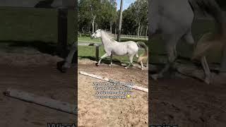 #horse #equestrian
