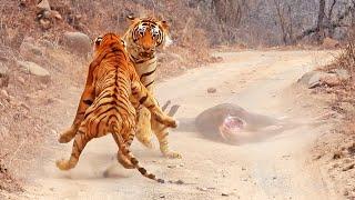 Tigress Tries Stealing Huge Male’s Meal