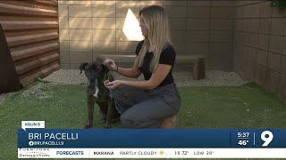 Pima Animal Care Center offers tips to keep pets safe during New Year’s fireworks