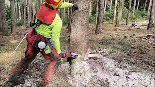 Work in the forest with STIHL MS 500i and felling wedge TR30-AQ - 04/23