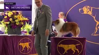 Shetland Sheepdogs | Breed Judging 2024