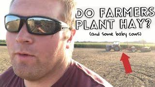 NEW CALVES! And How Do Farmers Plant Hay? | Schrader Farms