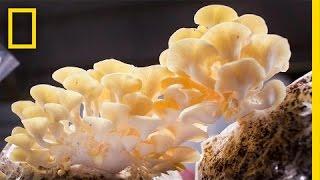 You Didn’t Know Mushrooms Could Do All This | National Geographic