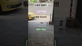 드론과 달콩이 #달콩이 #드론