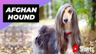 Afghan Hound  One Of The Most Expensive Dog Breeds In The World #shorts