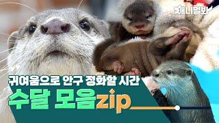 [수달 모음집] 수달 너란 깜찍한 녀석이란…ㅣ[Otter Compilation] Adorable Otters…