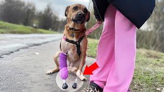 With Amputated Legs, the Dog Desperately Begged Passersby for a Second Chance