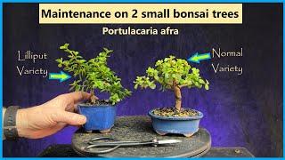 Maintenance on 2 small bonsai trees/portulacaria afra #bonsai #portulacariaafra #pruning #repotting